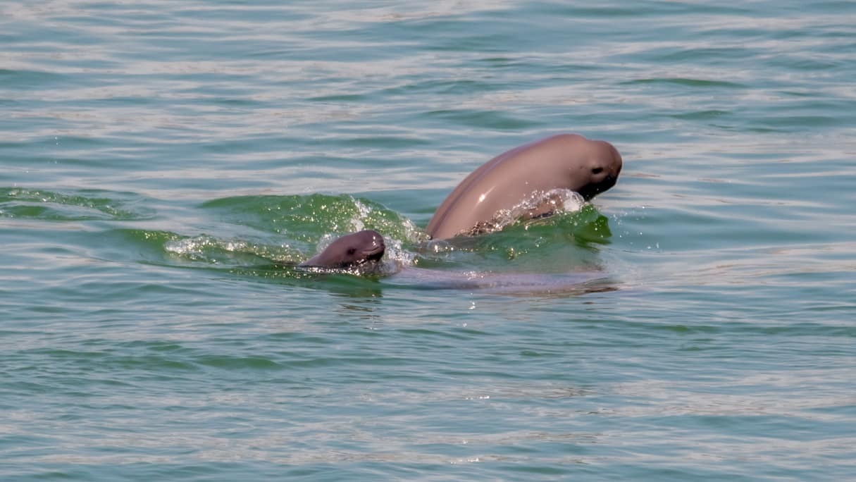  アクイス 長江スナメリ リミテッドエディション 43.5mm 01 733 7789 4197-Set