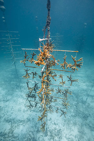 ORIS(オリス) 2020新作 サンゴ礁保護基金を支援する高機能ダイバーズウォッチ。オリス「カリスフォートリーフ リミテッド エディション」