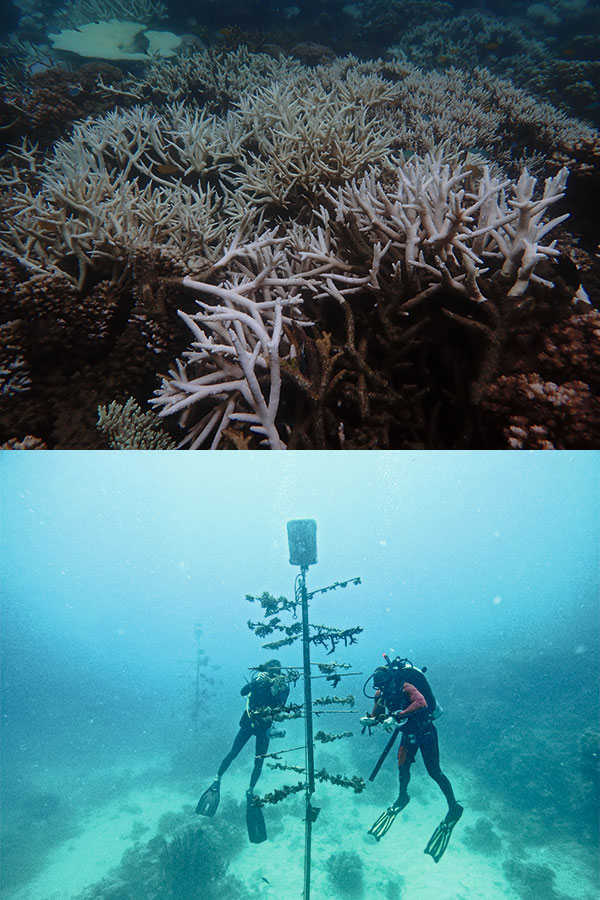 ORIS(オリス) 2024新作 オーストラリアの非営利団体「サンゴ礁復元財団」の活動を支援する限定モデル。オリス「グレートバリアリーフ リミテッドエディション IV」