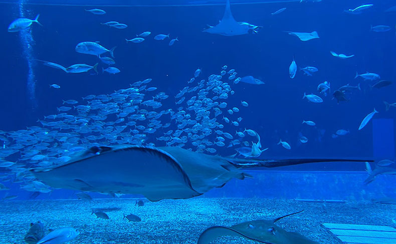沖縄美ら海水族館を訪問:第2回:マンタの生態って?